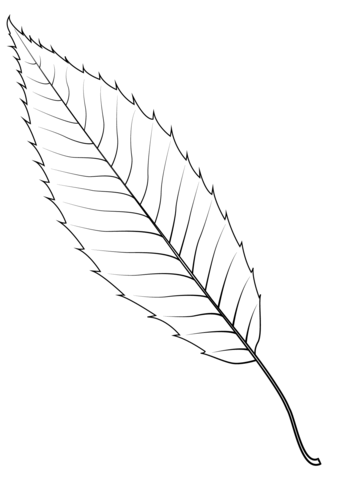 Sawtooth Oak Leaf Coloring Page